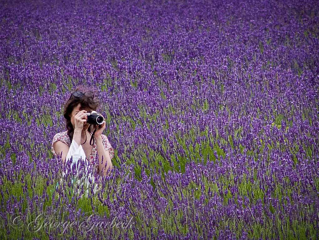 Lavender Field